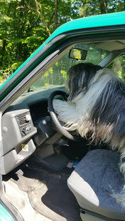hundefuererschein hundefuererschein